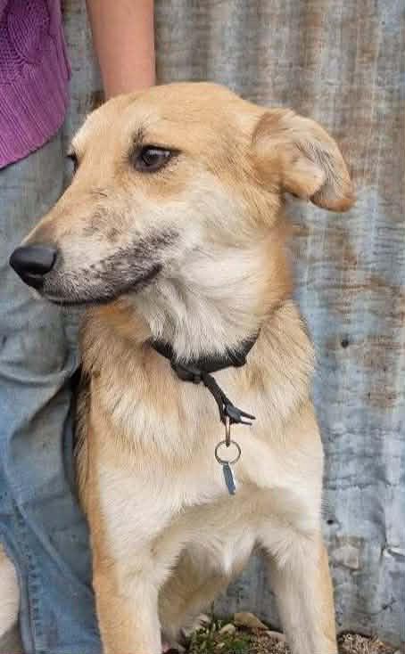 Enlarge Scout, a Adoptable mixed breed in Burnsville, MN image 3/5