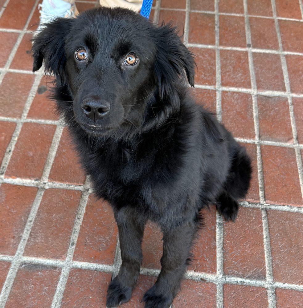 Enlarge Jazzy, an adopted mixed breed in Minneapolis, MN image 3/3