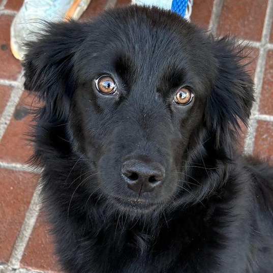 Enlarge Jazzy, an adopted mixed breed in Minneapolis, MN image 1/3