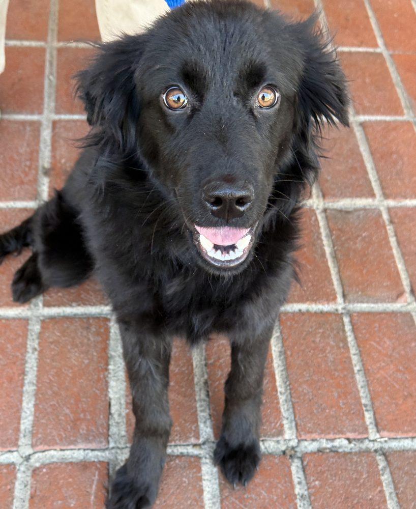 Enlarge Jazzy, an adopted mixed breed in Minneapolis, MN image 2/3