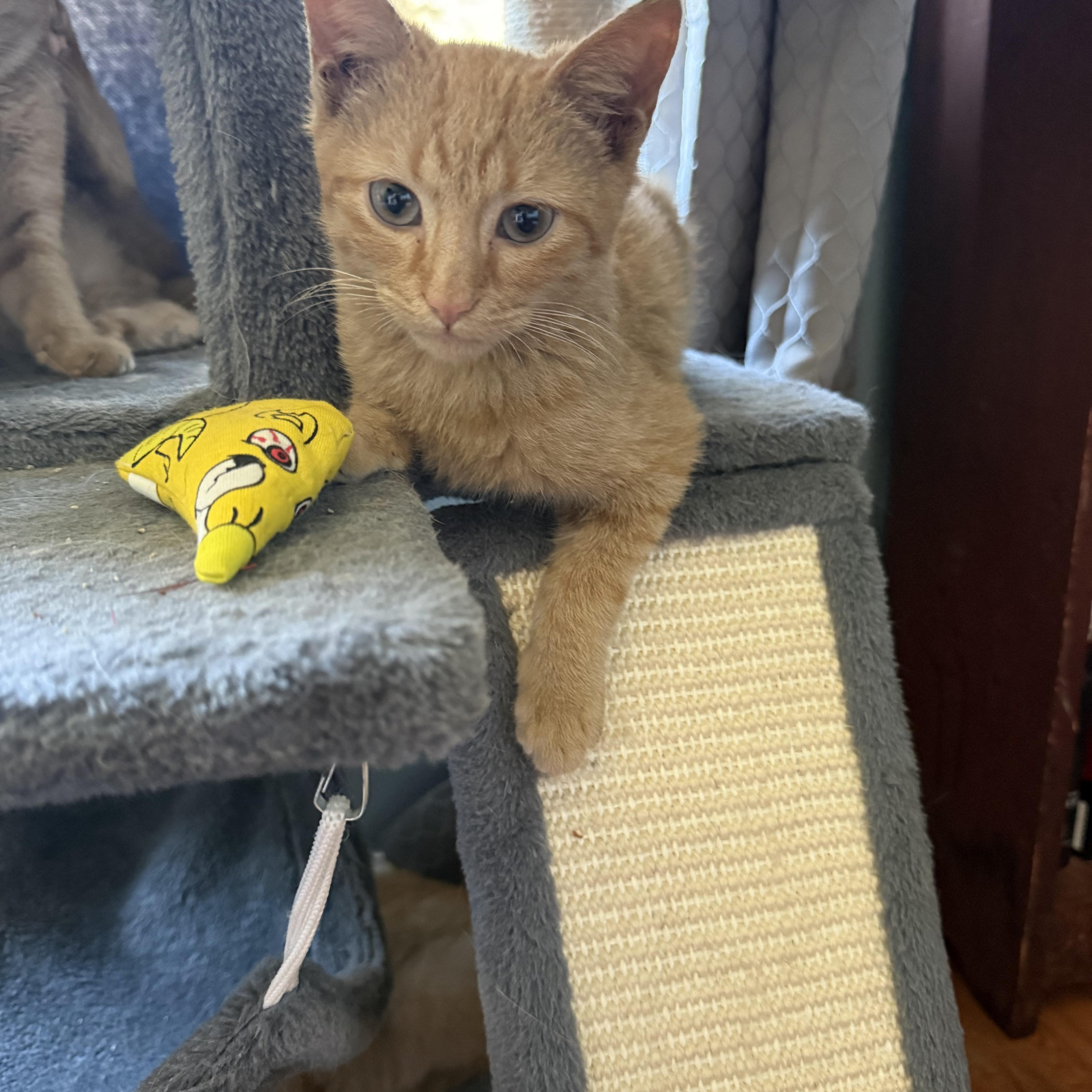 Enlarge FORGE , an adopted American Shorthair in Danbury, CT image 3/6