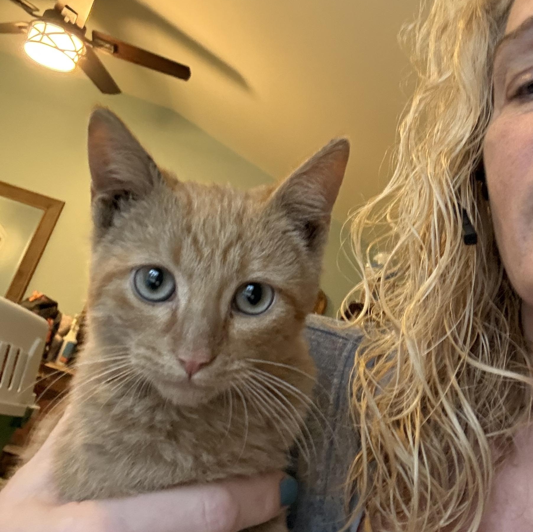 FORGE , adopted, Kitten Male American Shorthair.