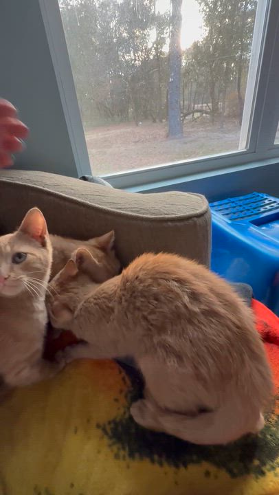 Enlarge FORGE , an adopted American Shorthair in Danbury, CT video 6/6