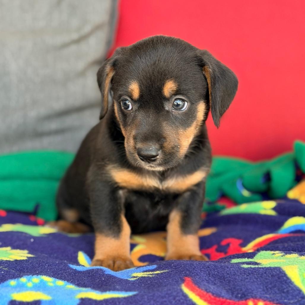 Enlarge Caroline, a Adoptable Mixed Breed in Branson, MO image 1/1