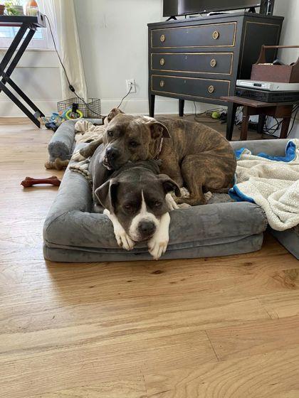 Enlarge Hobbes (foster), a Adoptable Mixed Breed in Atlanta, GA image 1/3