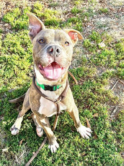 Enlarge Hobbes (foster), a Adoptable Mixed Breed in Atlanta, GA image 2/3