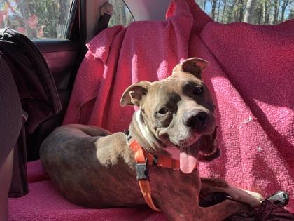 Hobbes (foster), Adoptable, Adult Male Mixed Breed & Mixed Breed.