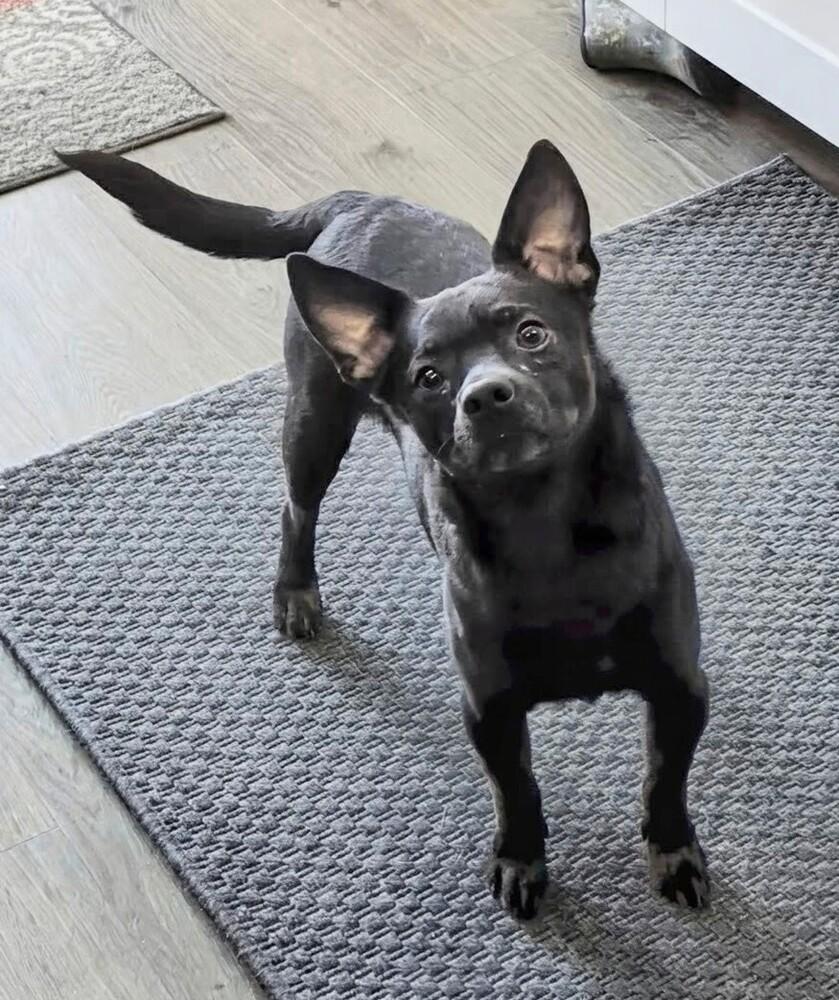 Asher, Adoptable, Adult Male Chihuahua.