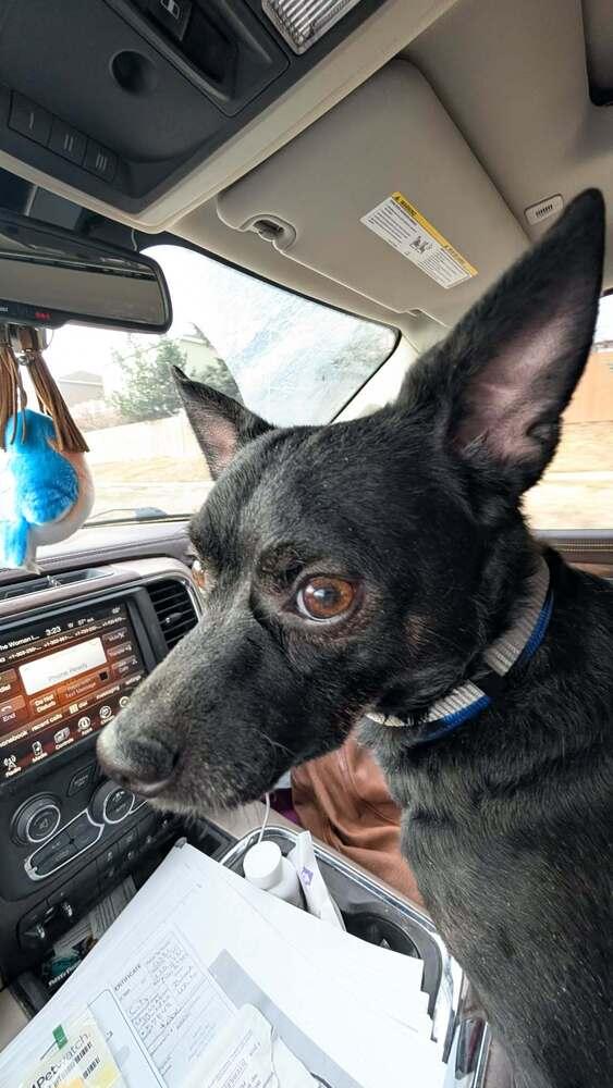 Enlarge Asher, a Adoptable mixed breed in Parker, CO image 1/1