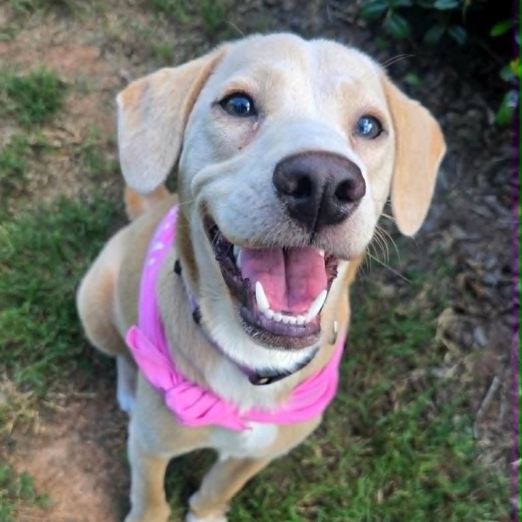 Derri, adopted, Puppy Female Yellow Labrador Retriever & Dachshund.