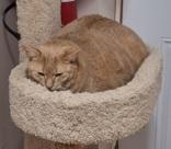 Frank and Lucky, ADOPTABLE, Young Male Domestic Short Hair.