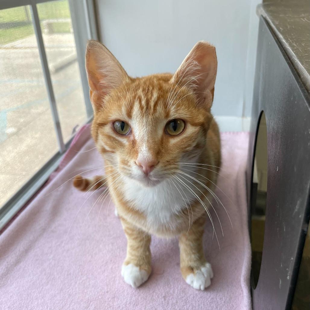 Enlarge Stranger Danger, a Adoptable Domestic Short Hair in Carencro, LA image 1/1