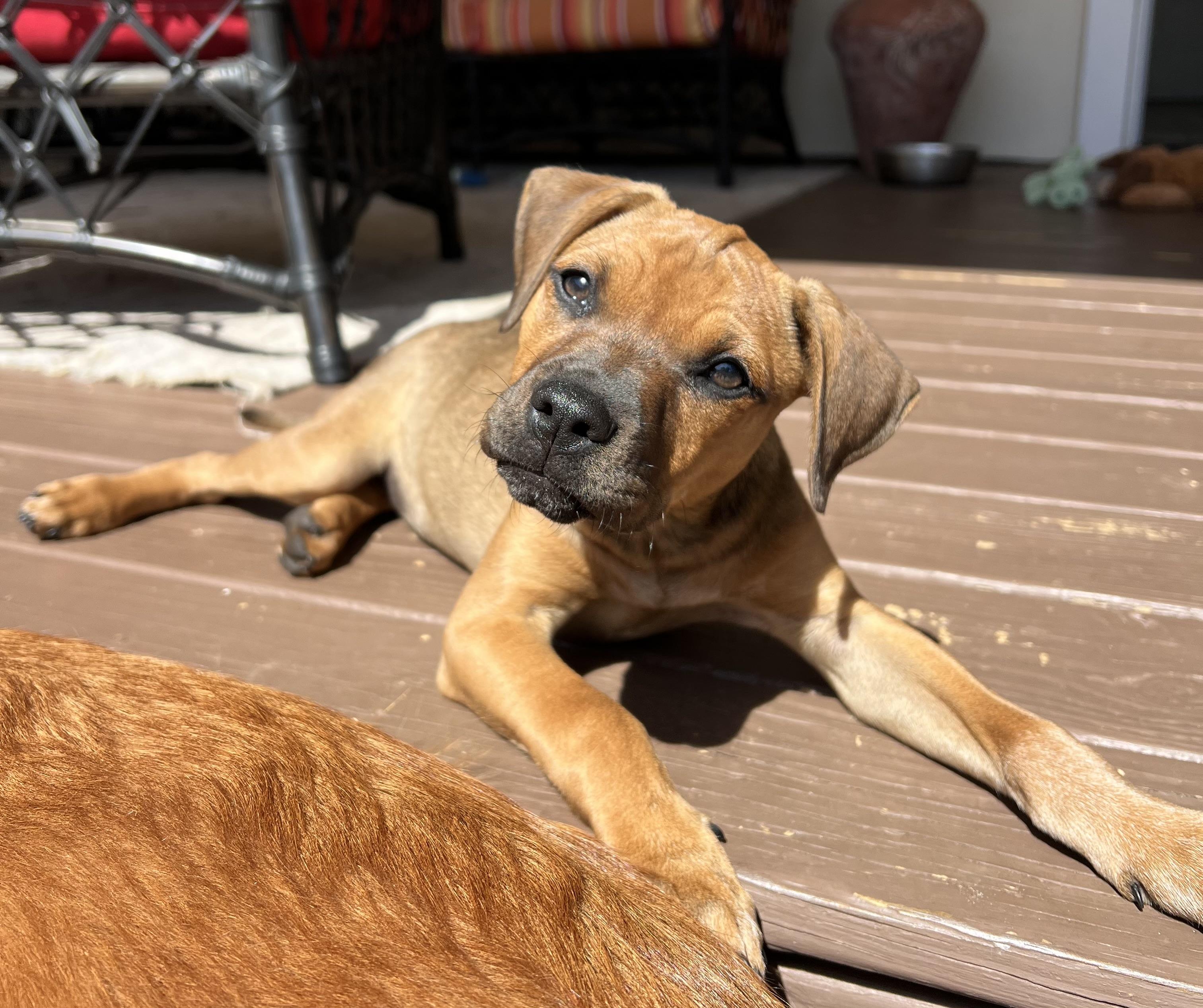 Enlarge Tina, a ADOPTABLE mixed breed in St Augustine, FL image 1/6