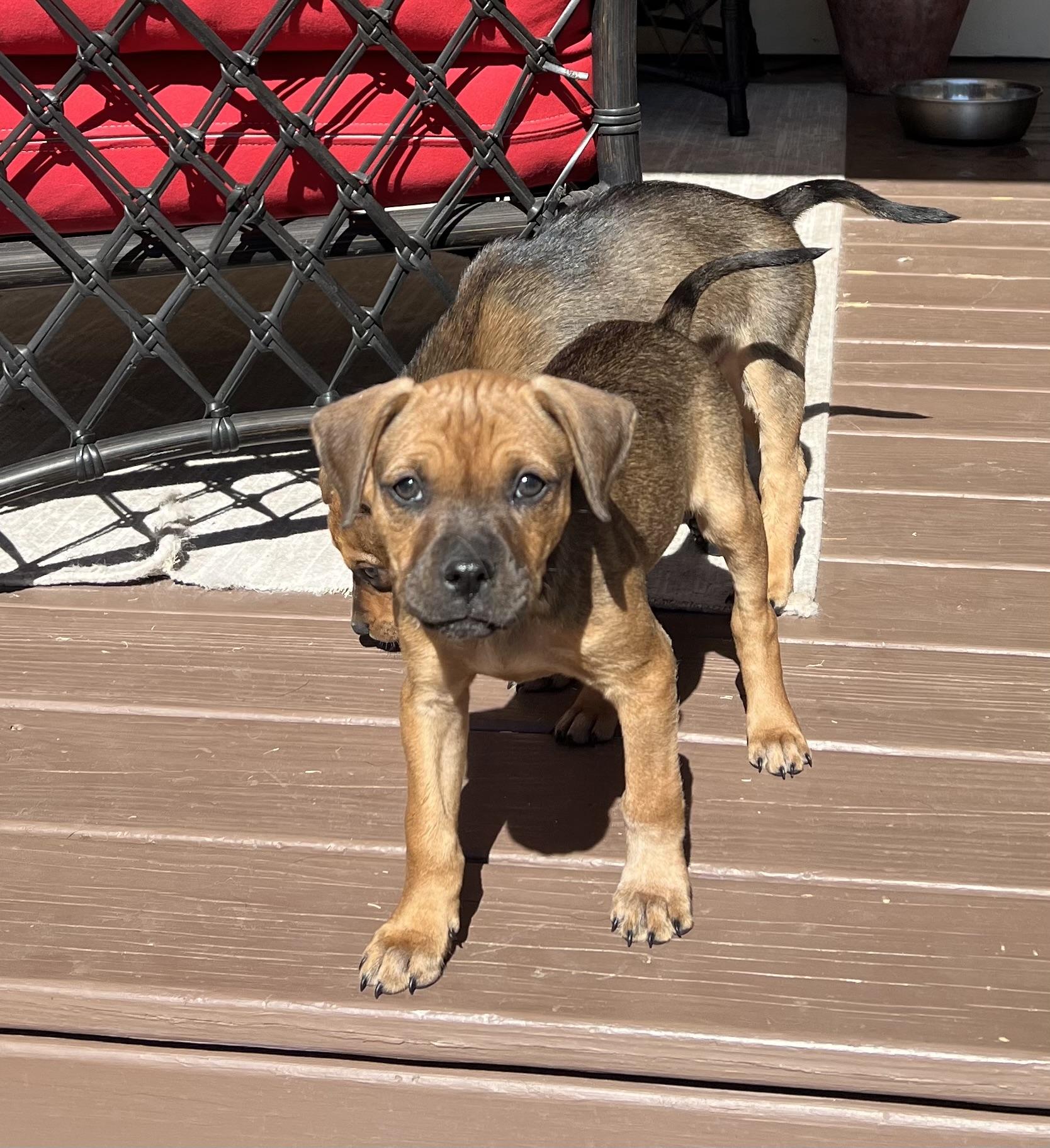 Enlarge Tina, a ADOPTABLE mixed breed in St Augustine, FL image 4/6