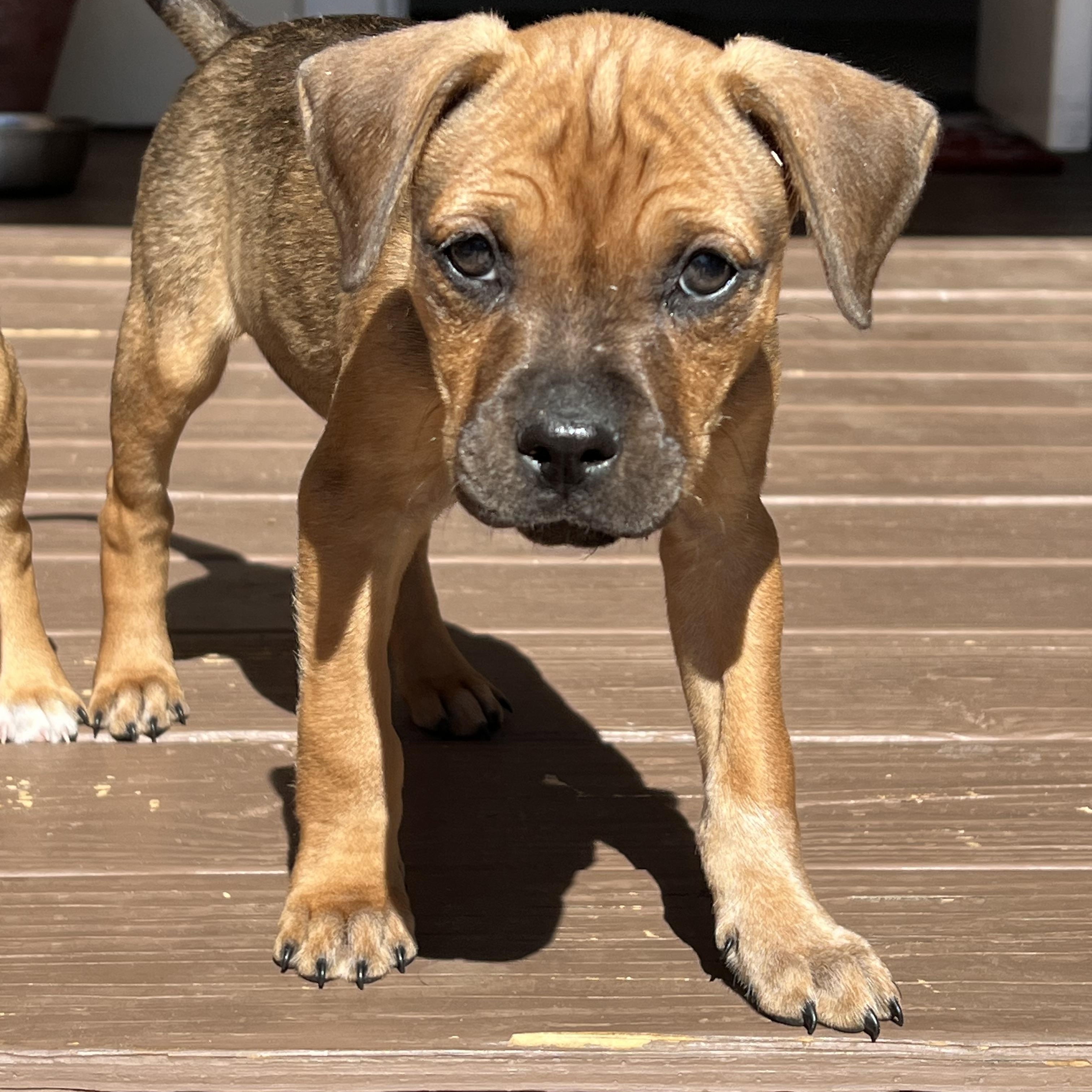 Enlarge Tina, a ADOPTABLE mixed breed in St Augustine, FL image 5/6