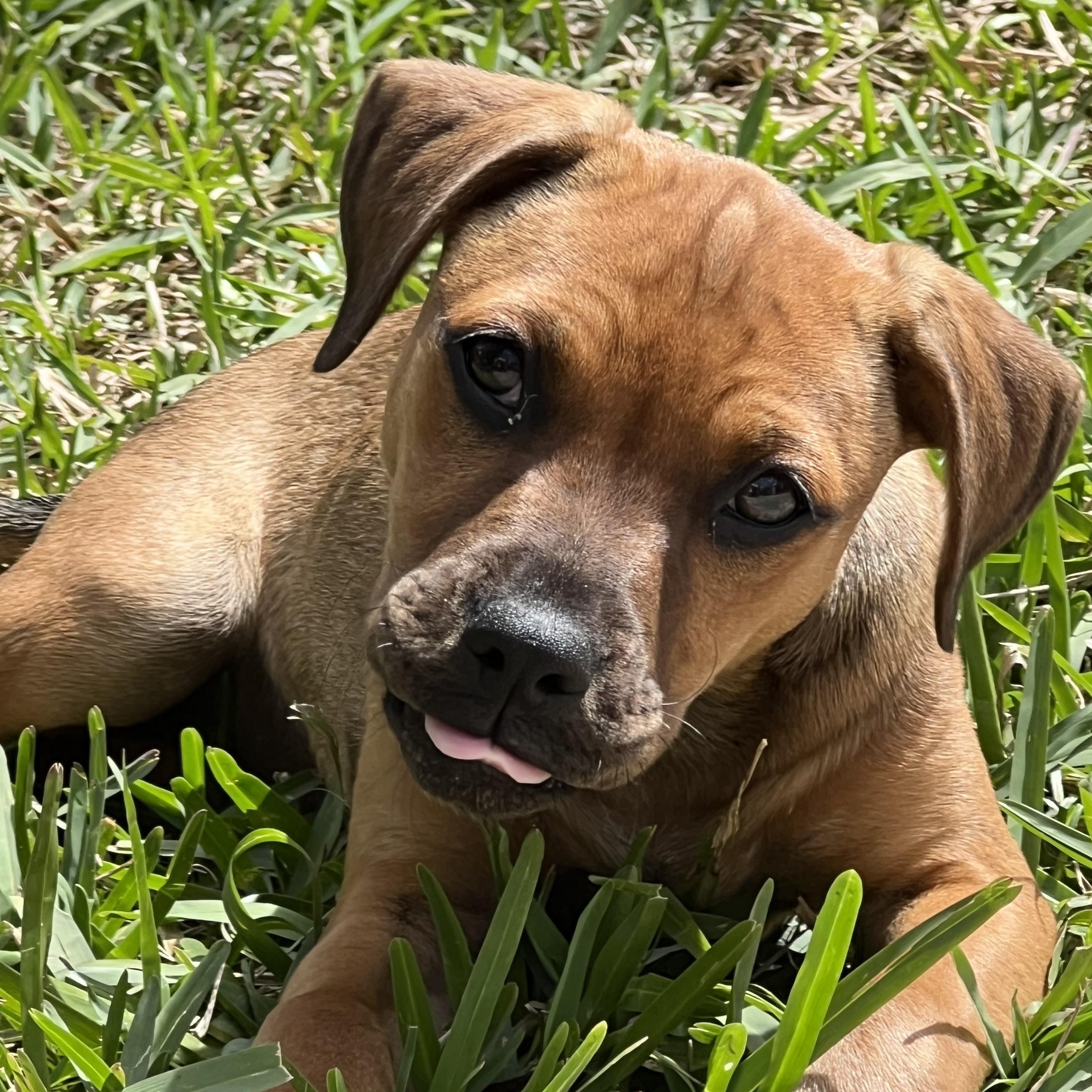 Enlarge Tina, an adopted mixed breed in St Augustine, FL image 3/6