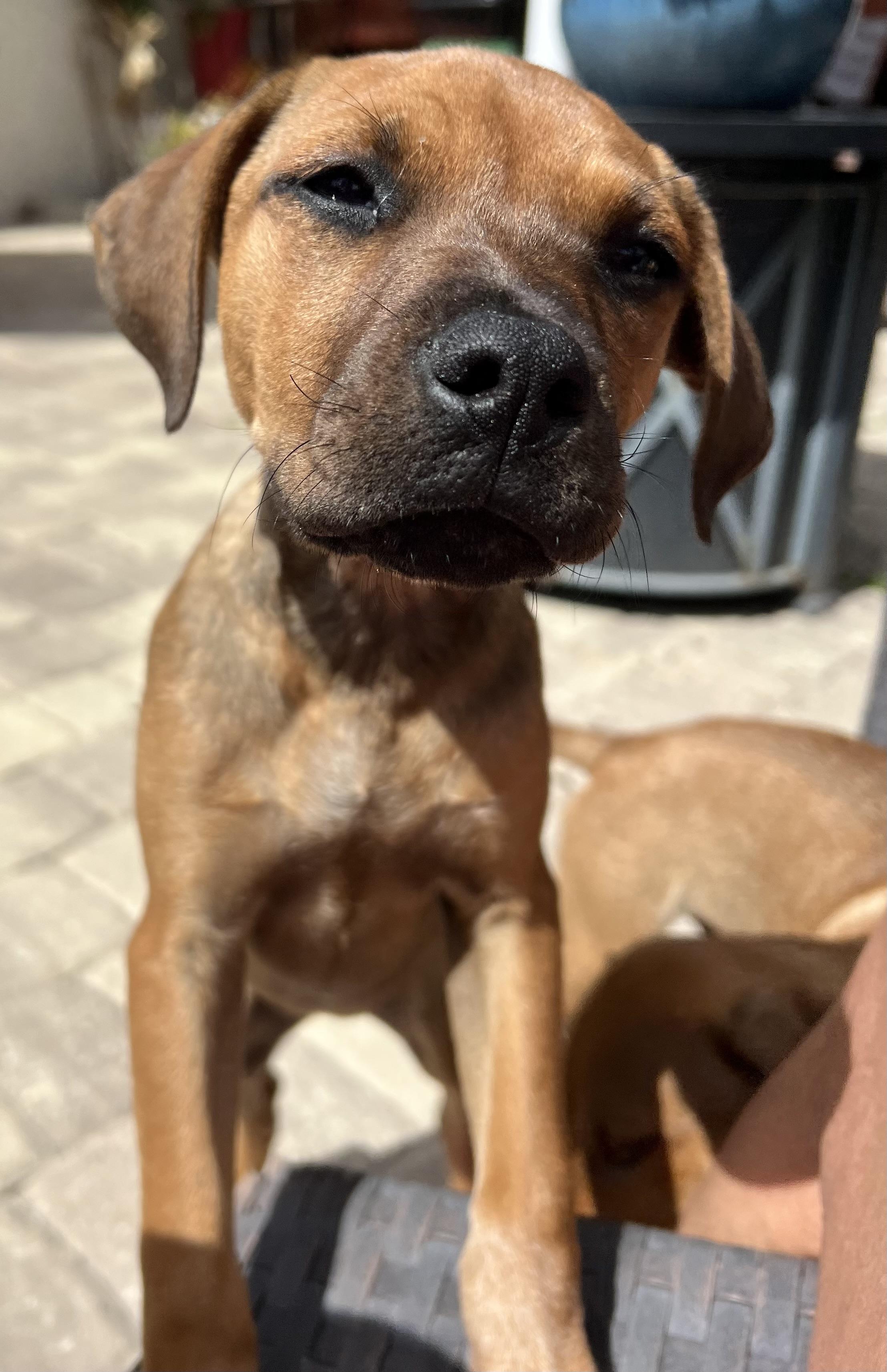 Enlarge Tina, an adopted mixed breed in St Augustine, FL image 2/6