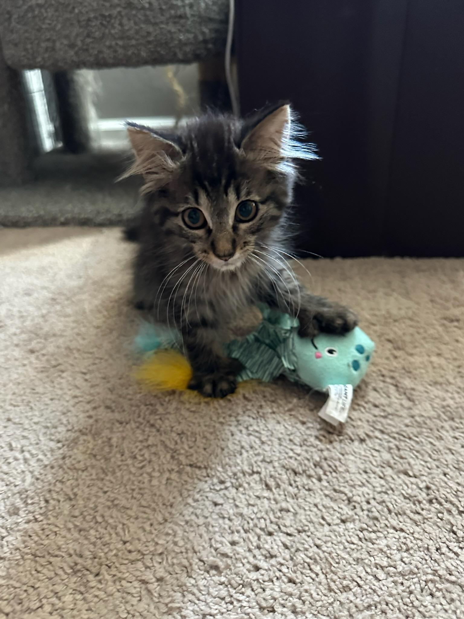 Marigold, adopted, Kitten Female Domestic Long Hair.