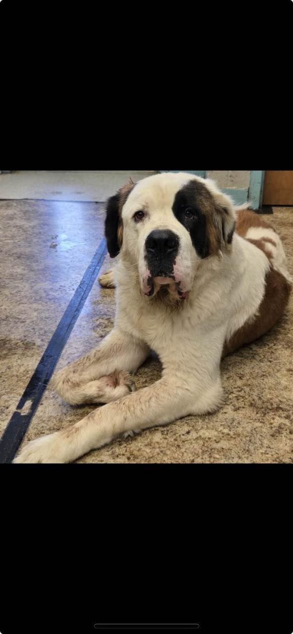 Clifford, Adoptable, Adult Male Saint Bernard.