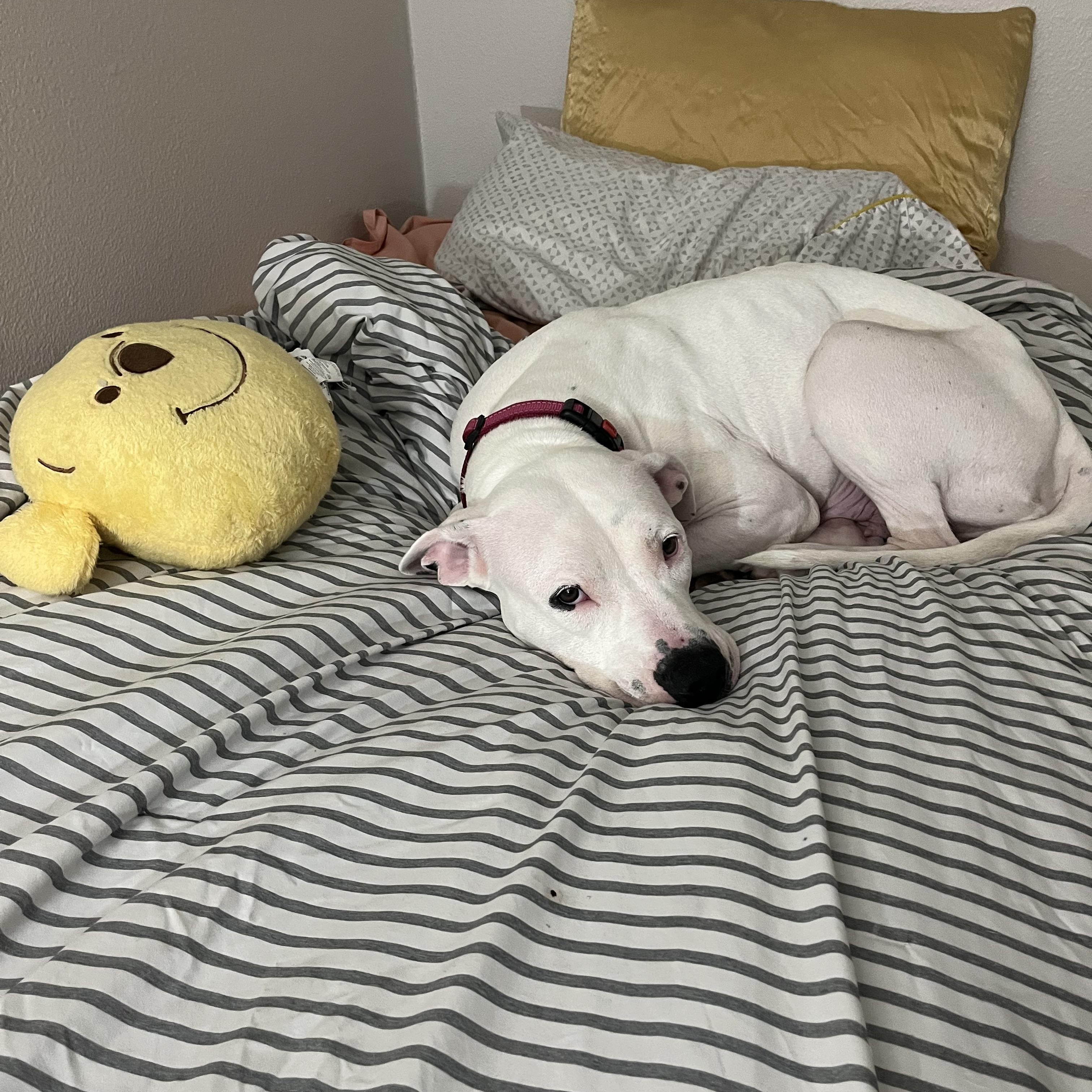 Sweetie, an adopted Pit Bull Terrier in Olympia, WA image 5/6