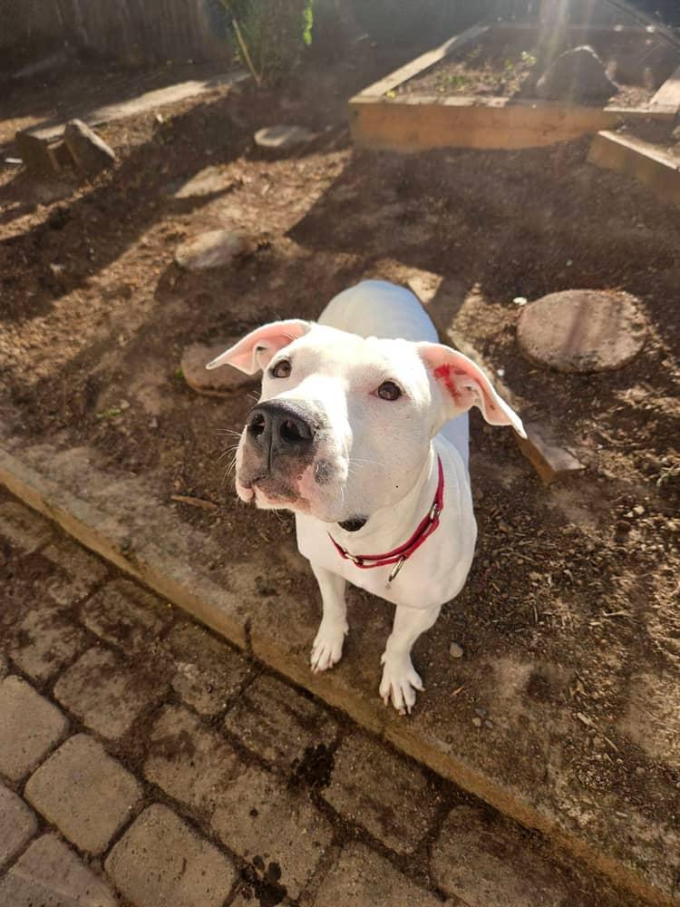 Sweetie, an adopted Pit Bull Terrier in Olympia, WA image 6/6