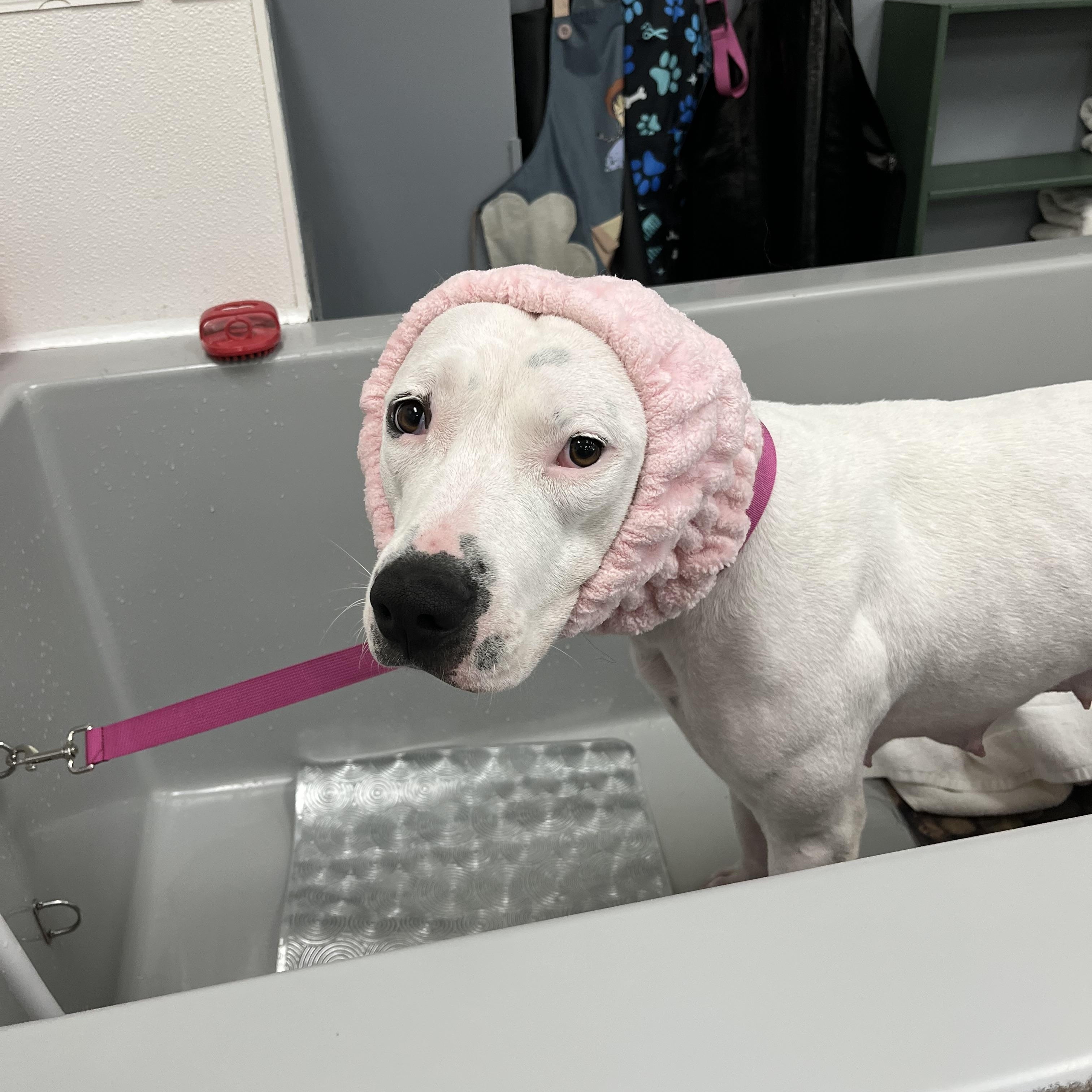 Sweetie, an adopted Pit Bull Terrier in Olympia, WA image 3/6