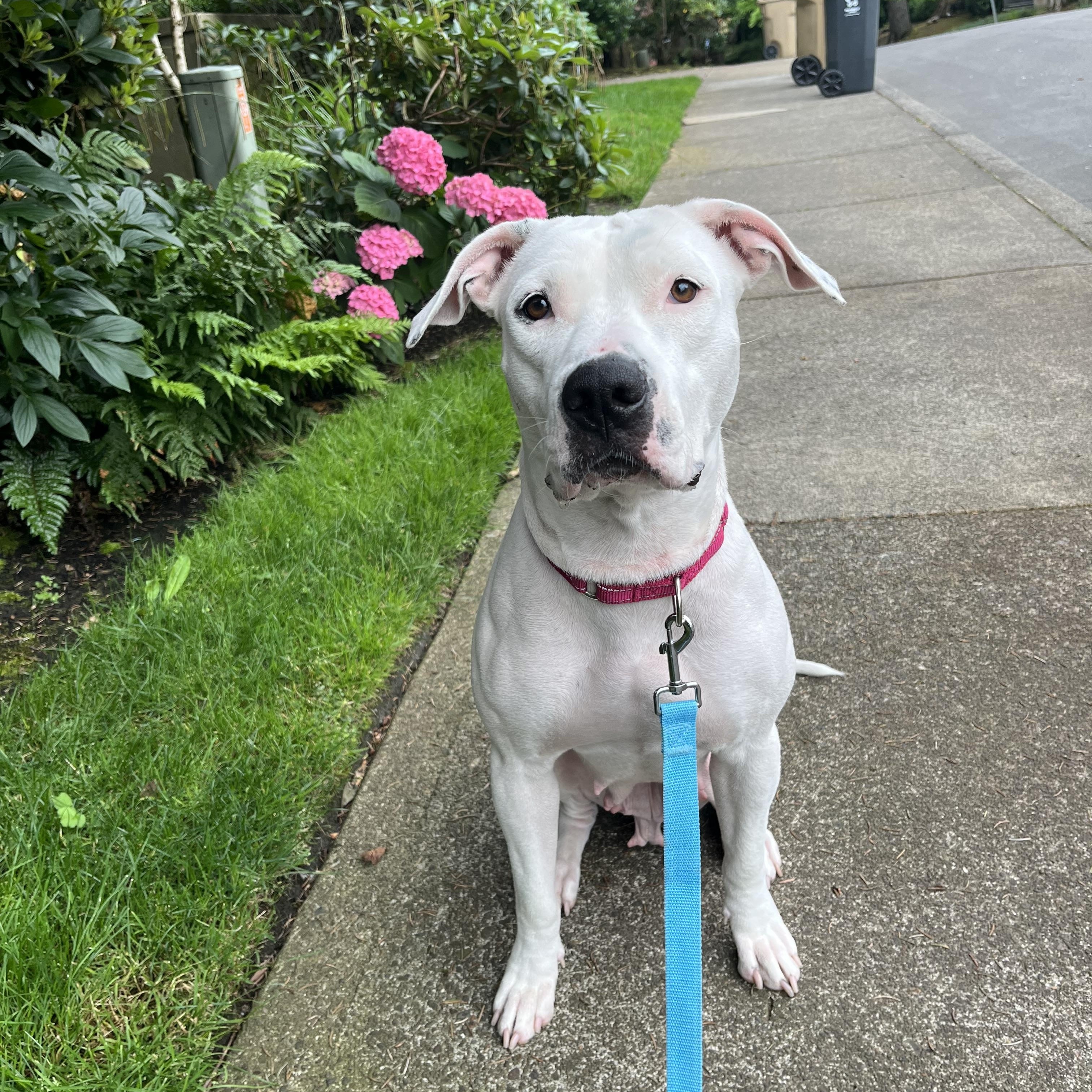 Sweetie, an adopted Pit Bull Terrier in Olympia, WA image 1/6