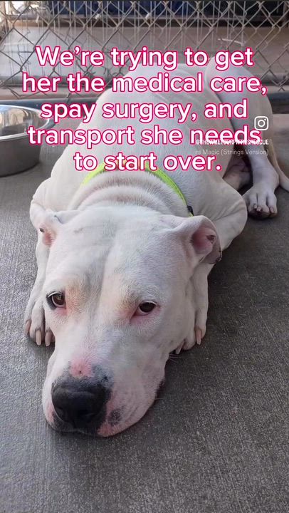 Enlarge Sweetie, an adopted Pit Bull Terrier in Olympia, WA video 4/6