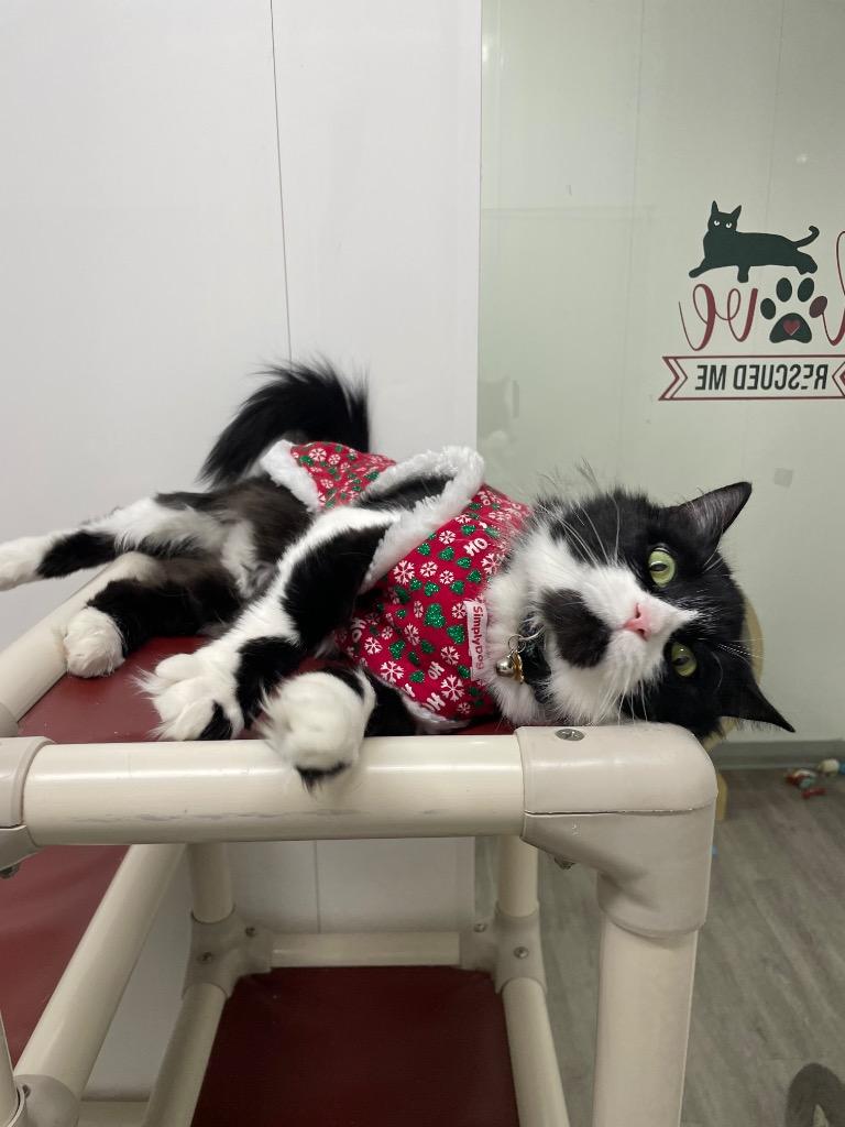 Tux, a Adoptable mixed breed in Glenfield, NY image 2/4