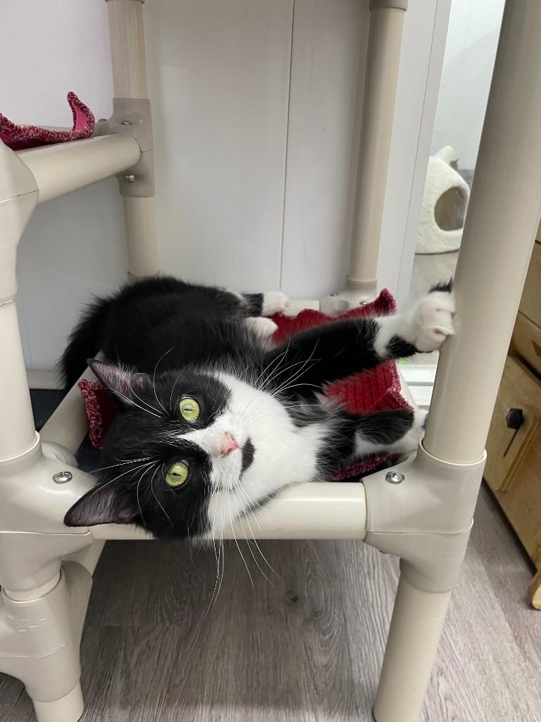 Tux, Adoptable, Adult Female Domestic Medium Hair.