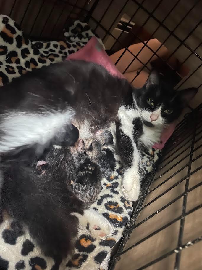 Tux, a Adoptable mixed breed in Glenfield, NY image 2/3