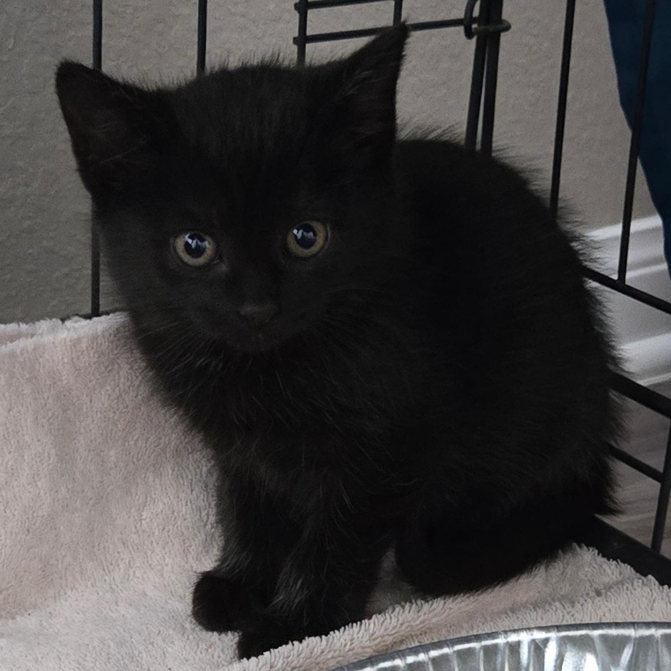 Enlarge Colton, an adopted Domestic Short Hair in Niantic, CT image 5/6