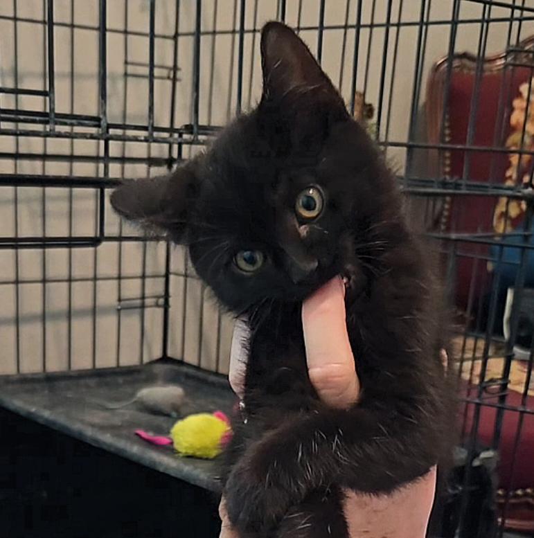 Enlarge Colton, an adopted Domestic Short Hair in Niantic, CT image 3/6