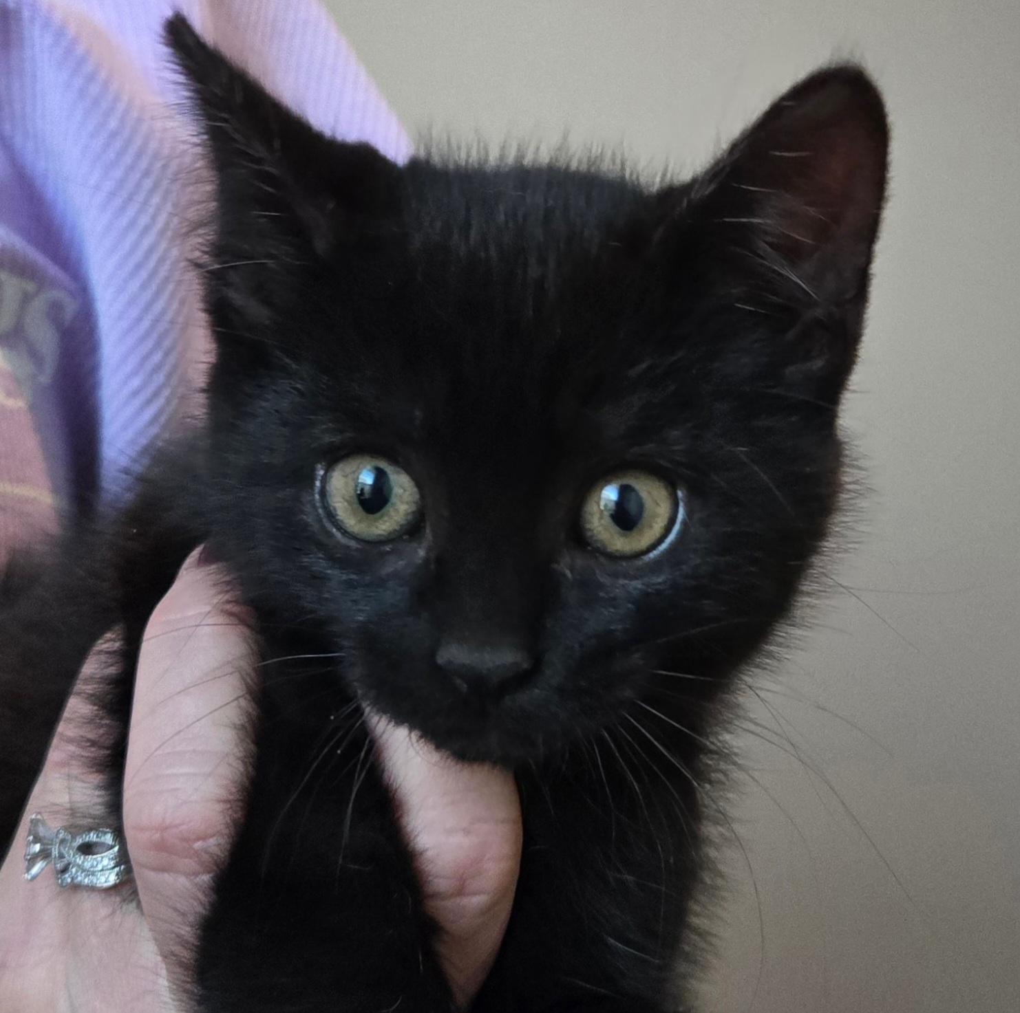 Enlarge Colton, an adopted Domestic Short Hair in Niantic, CT image 1/6