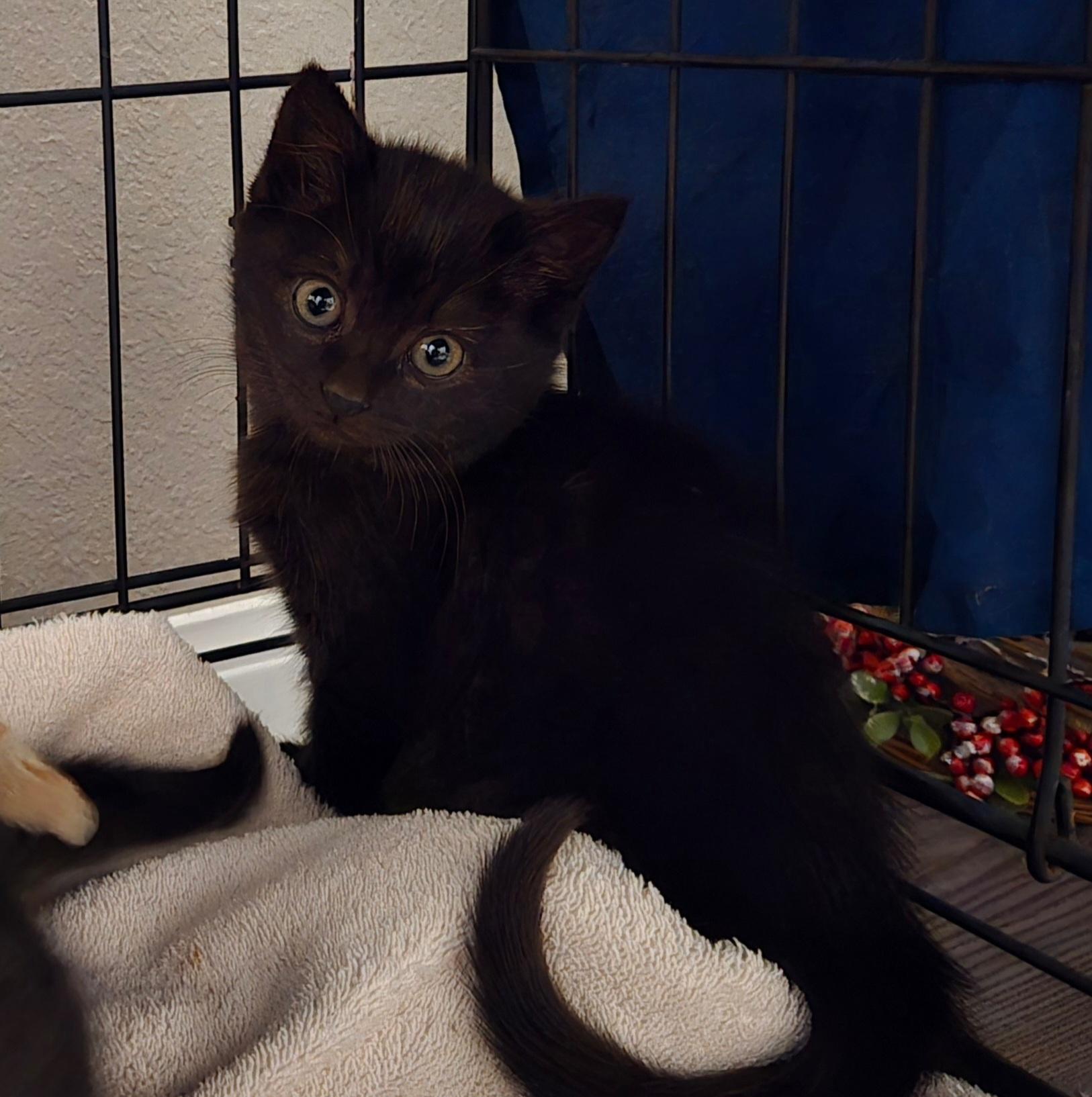 Enlarge Colton, an adopted Domestic Short Hair in Niantic, CT image 4/6