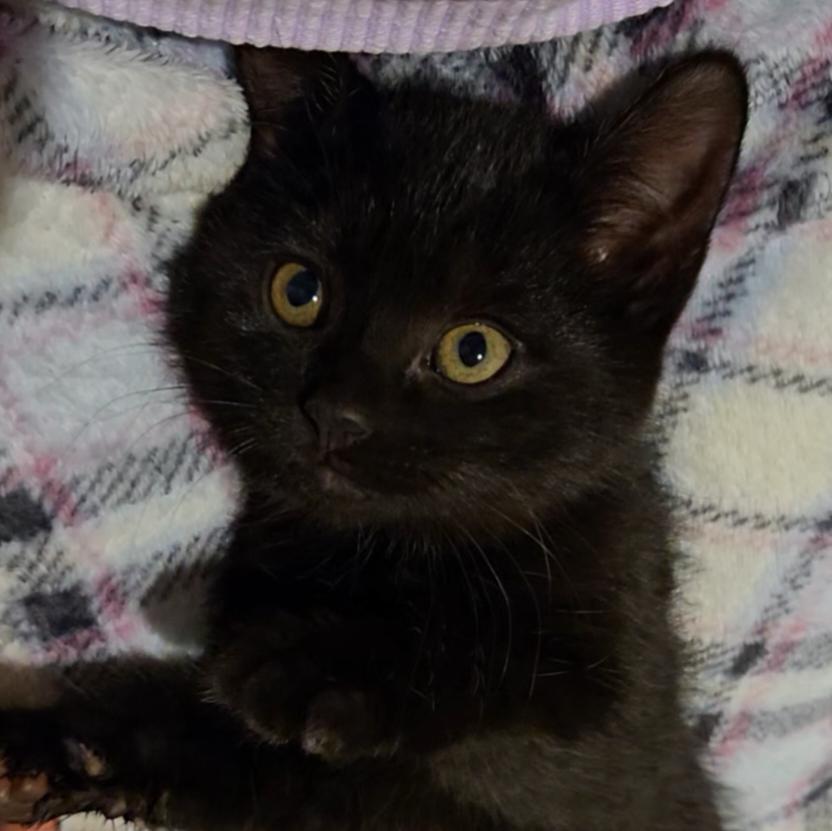 Enlarge Colton, an adopted Domestic Short Hair in Niantic, CT image 6/6