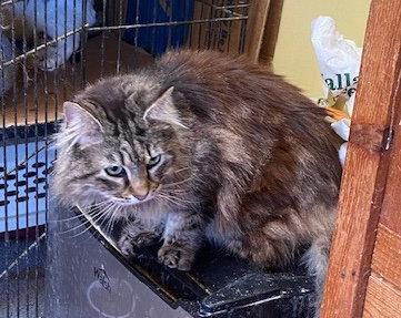 Enlarge Chevelle, a Adoptable Domestic Long Hair in Escondido, CA image 1/1