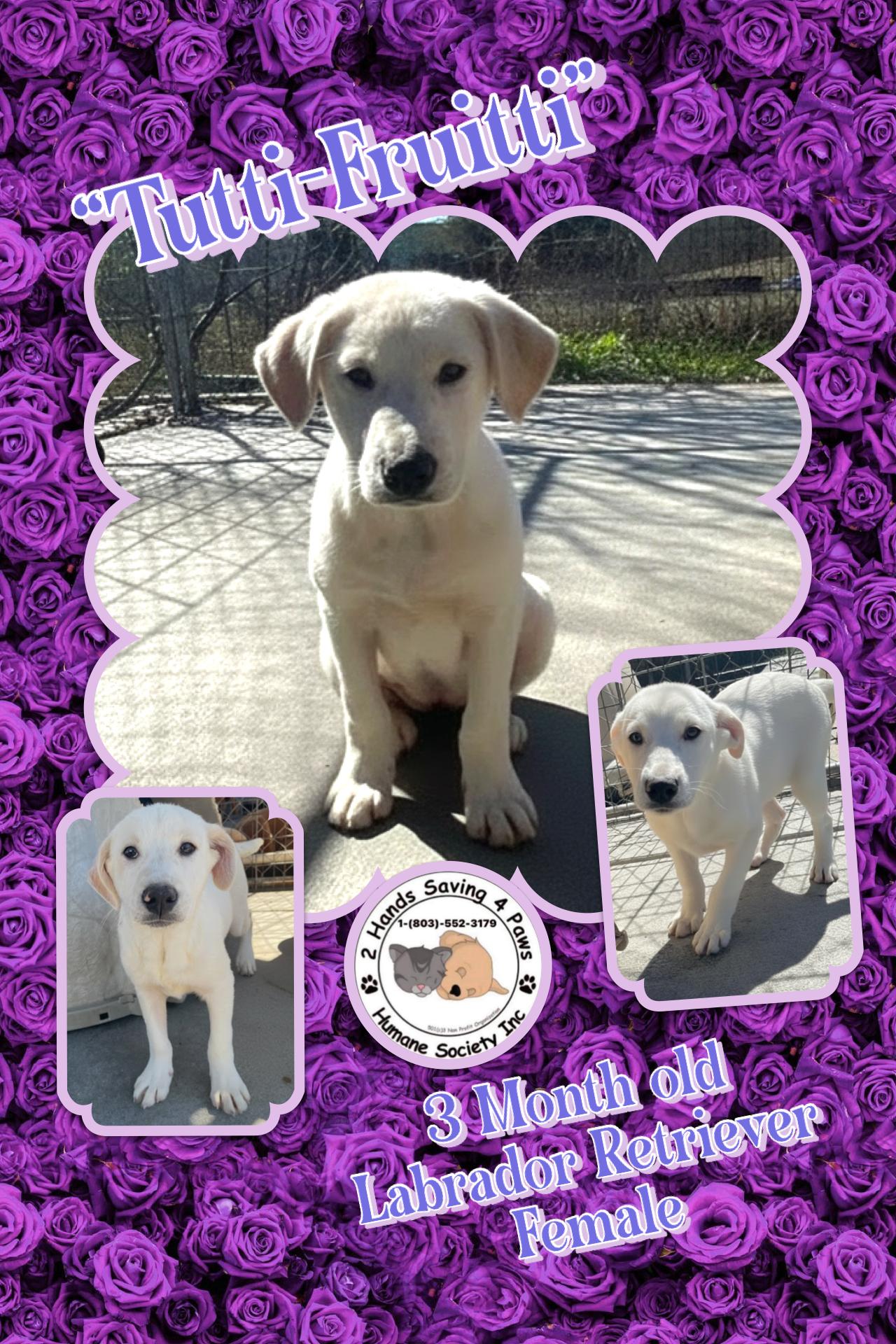 Tutti-Fruitti, Adoptable, Puppy Female Labrador Retriever.
