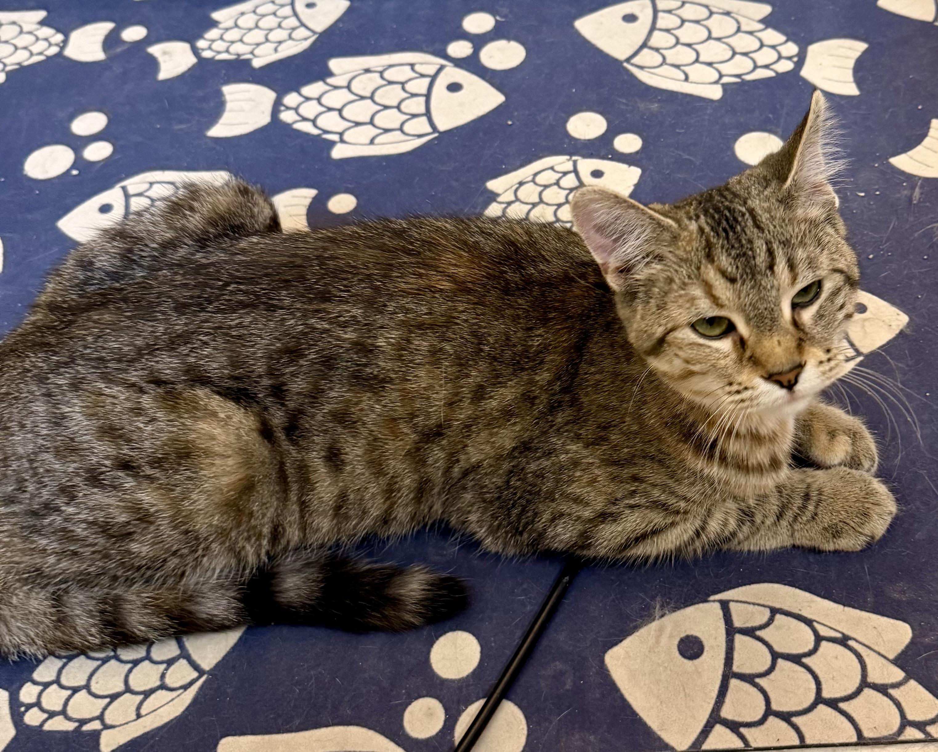 Enlarge Juno, an adopted Domestic Short Hair in Independence, IA image 3/3