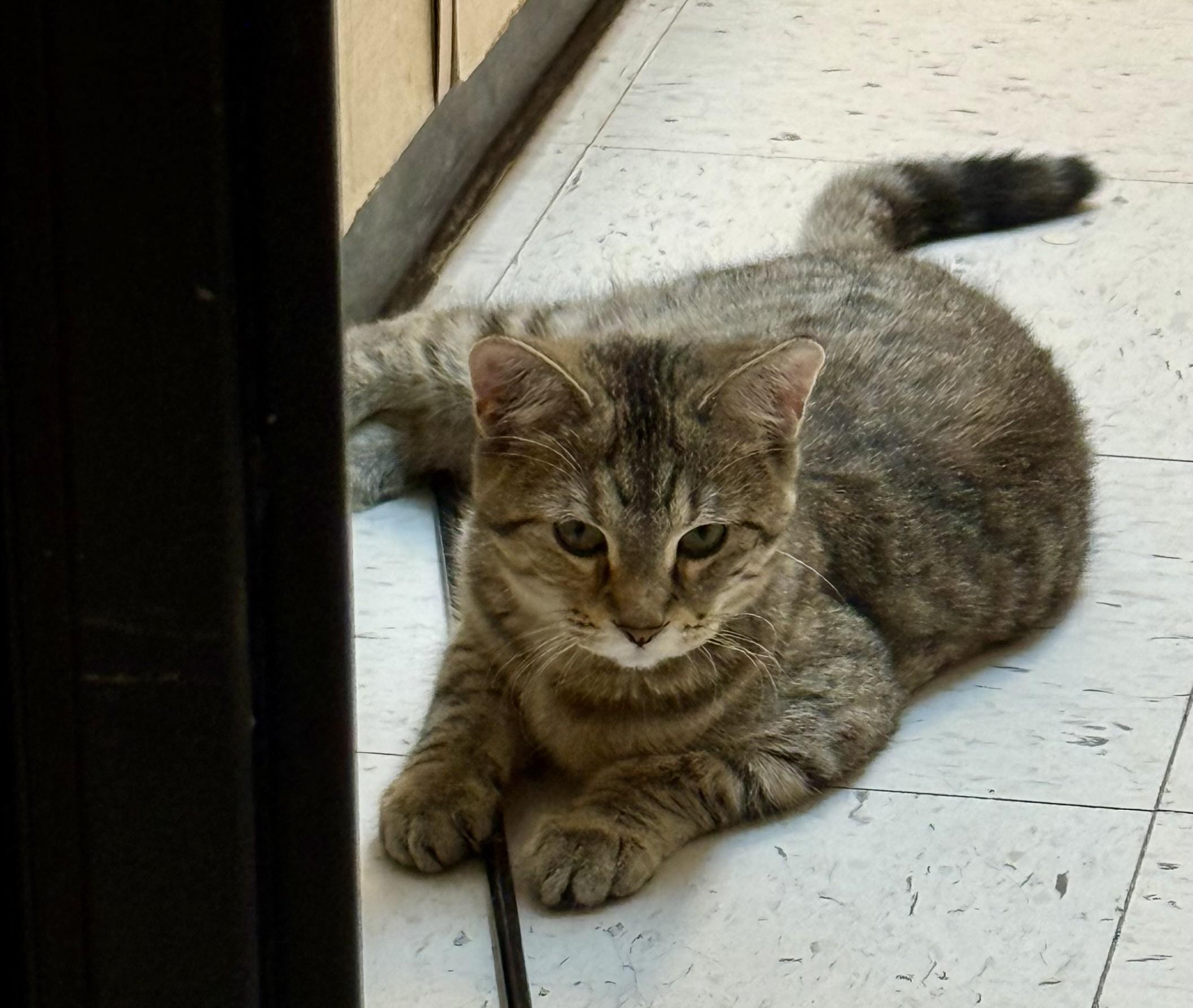 Enlarge Juno, an adopted Domestic Short Hair in Independence, IA image 2/3