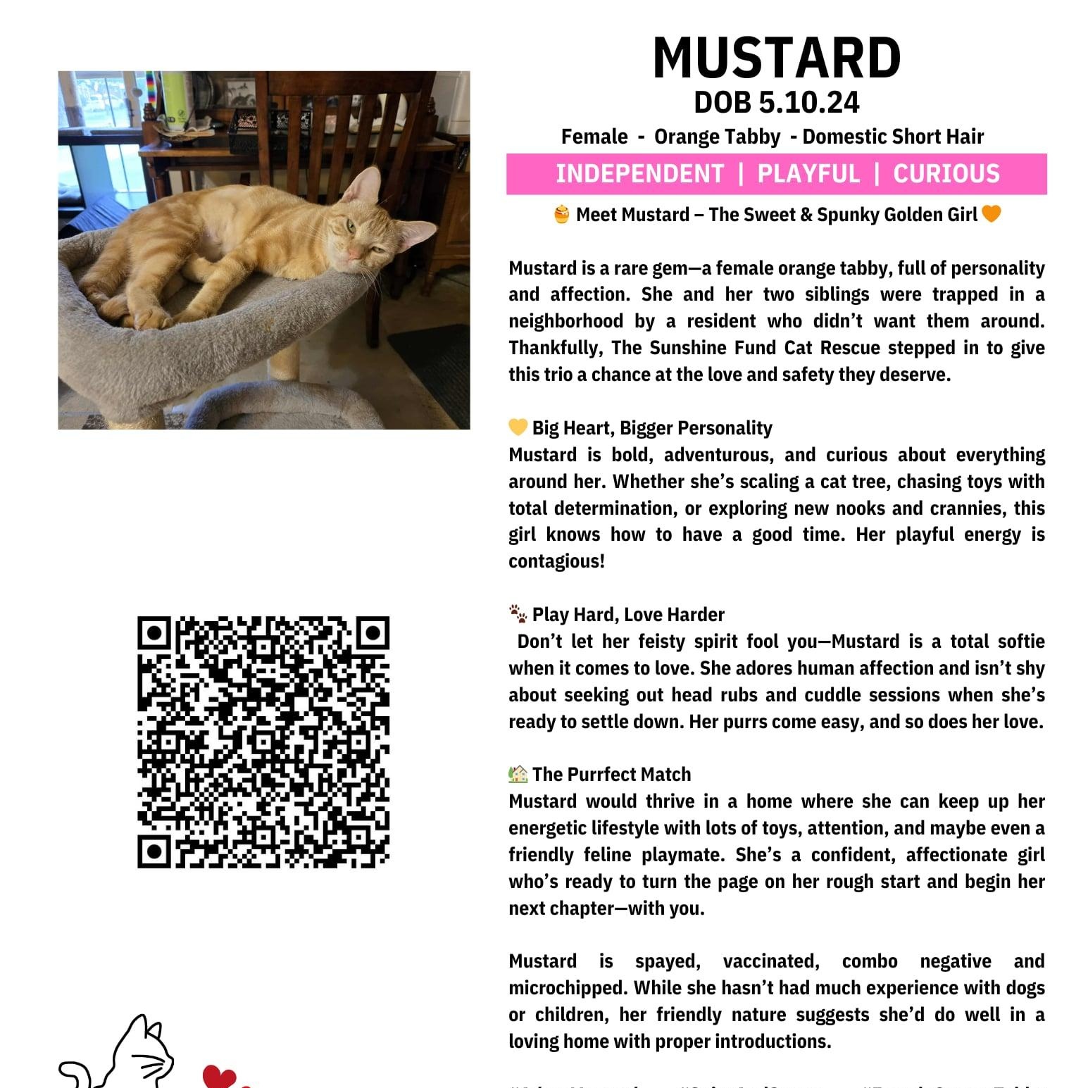 Mustard, a Adoptable Domestic Short Hair in Houston, TX image 3/3