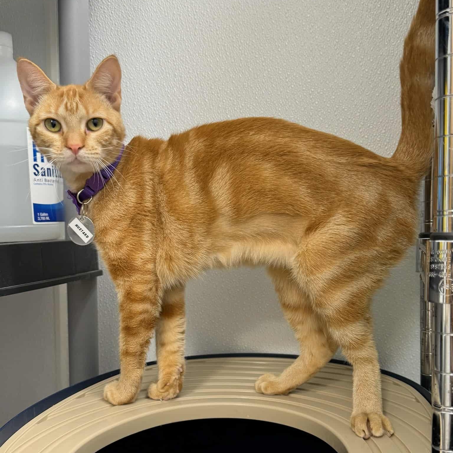 Mustard, a Adoptable Domestic Short Hair in Houston, TX image 1/3