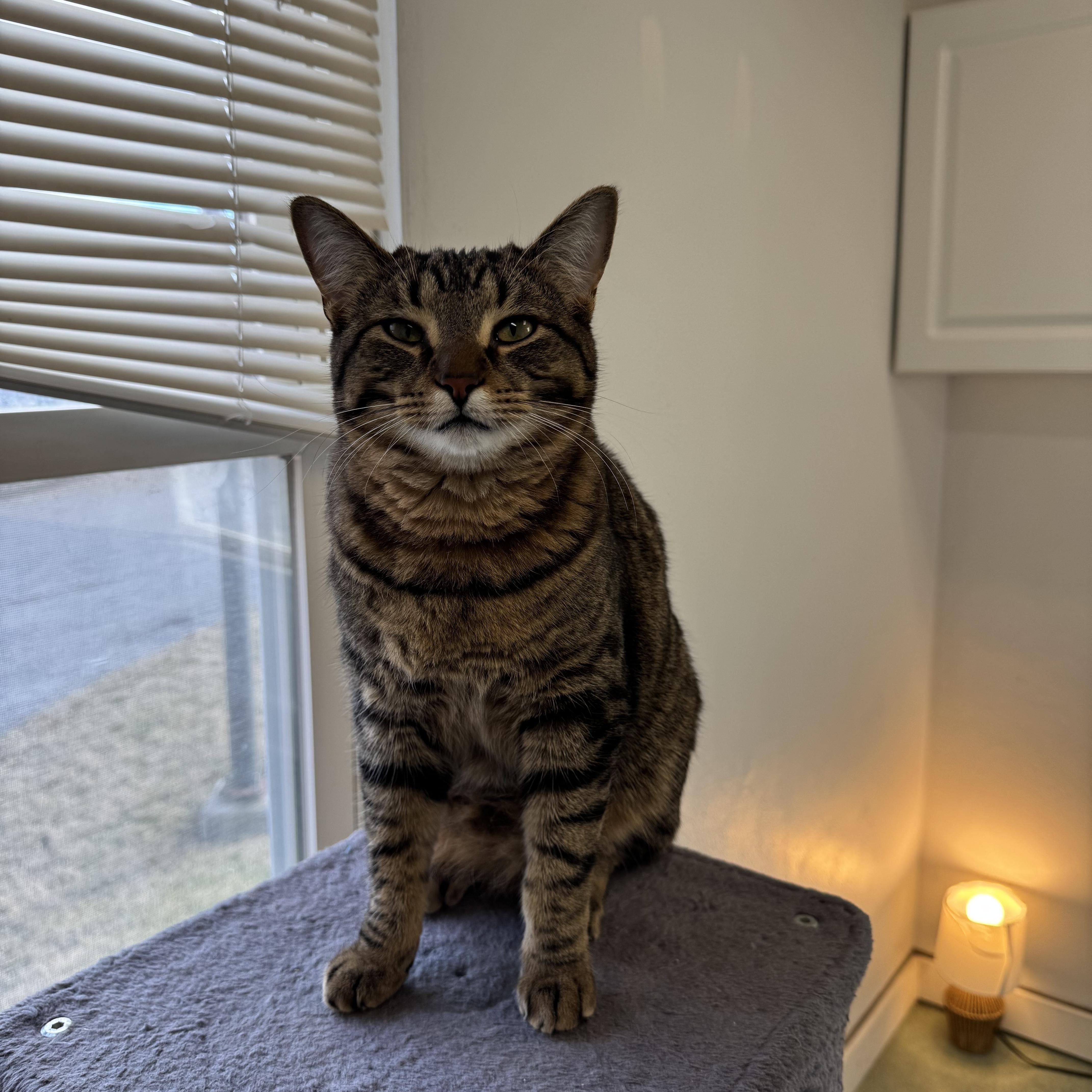 Enlarge Alex and Rascal , an adopted mixed breed in Mount Vernon, IL image 3/4