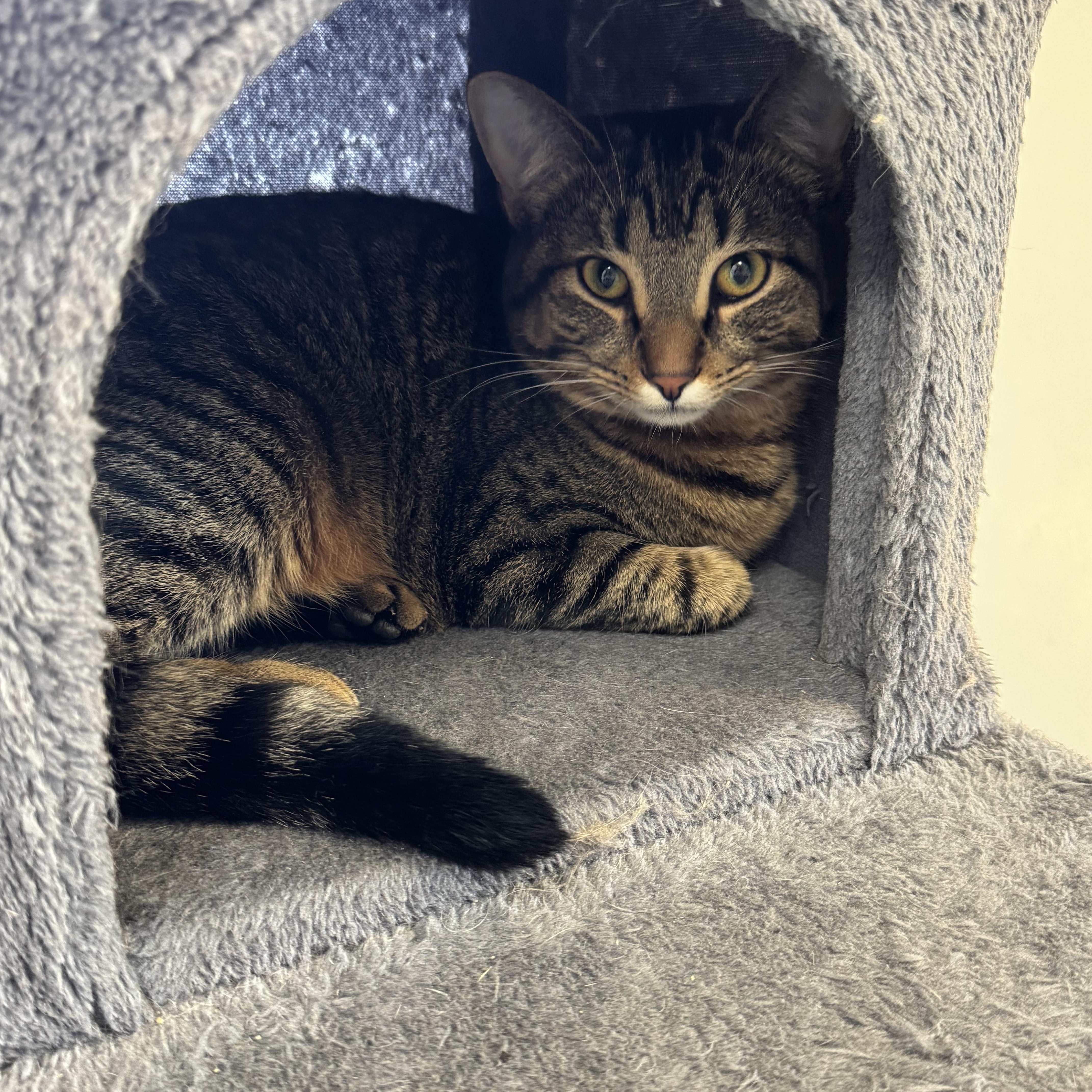 Enlarge Alex and Rascal , an adopted mixed breed in Mount Vernon, IL image 2/4