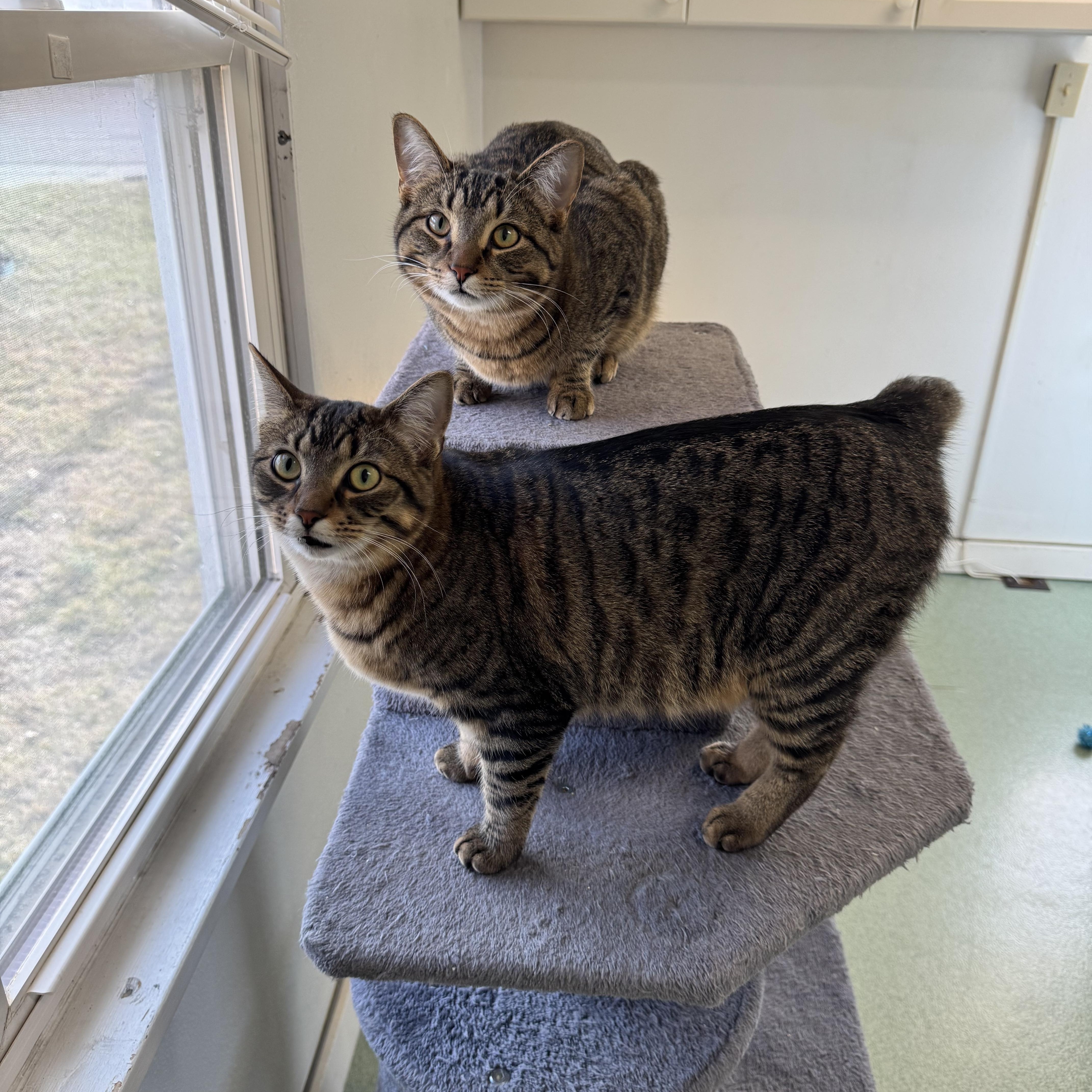 Enlarge Alex and Rascal , an adopted mixed breed in Mount Vernon, IL image 1/4