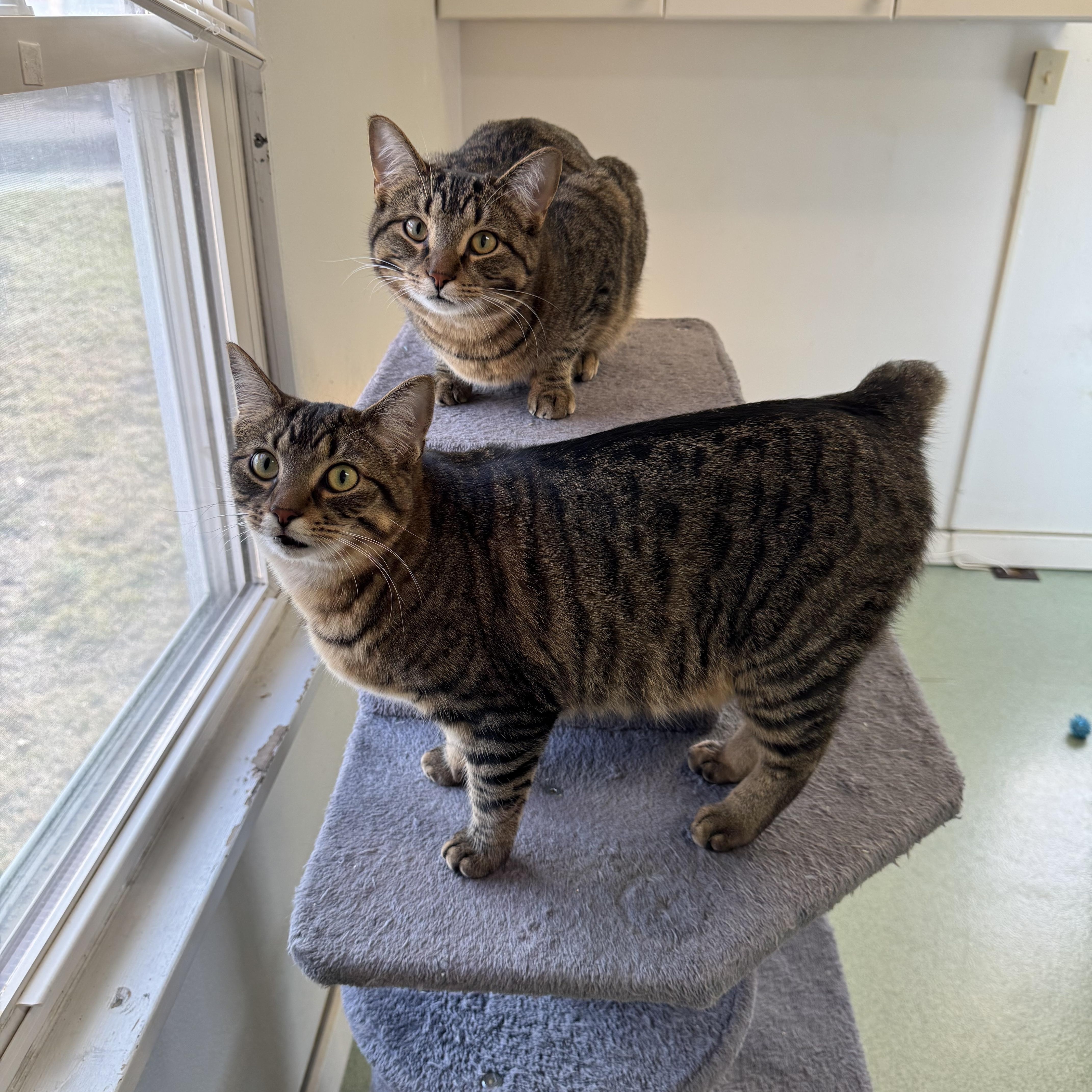 Enlarge Alex and Rascal , an adopted mixed breed in Mount Vernon, IL image 4/4