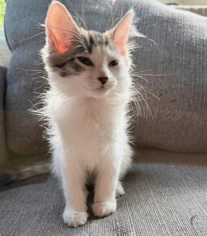 Arwin, Adopted, Young Male Domestic Long Hair.