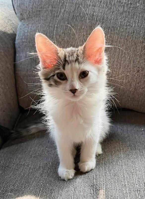 Enlarge Arwin, a Adopted Domestic Long Hair in Knoxville, TN image 2/3