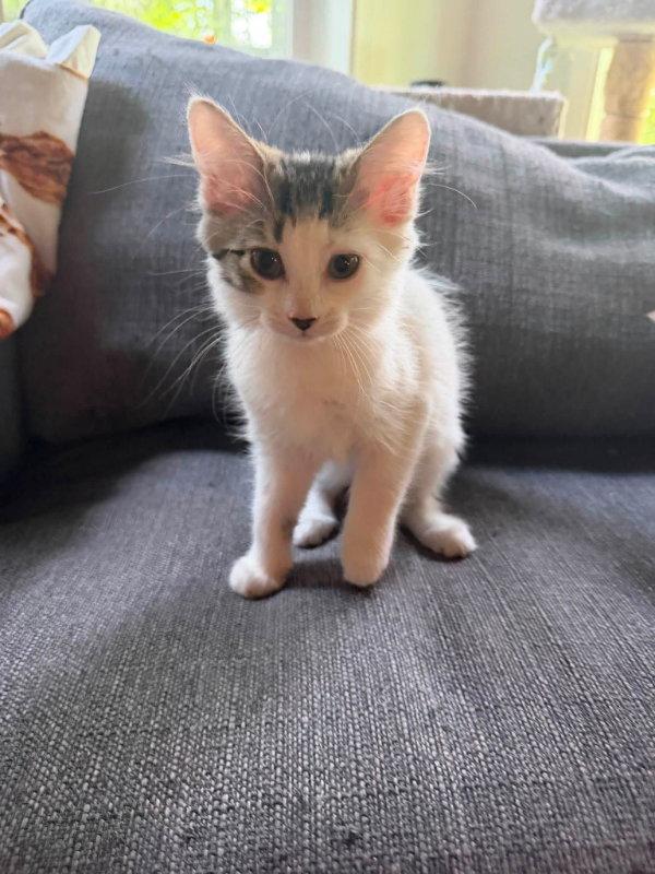 Enlarge Arwin, a Adopted Domestic Long Hair in Knoxville, TN image 3/3