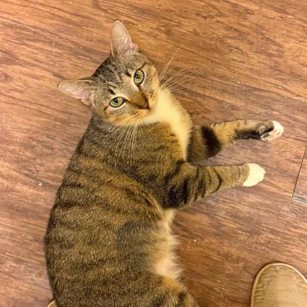 Enlarge Kiki, a Adoptable Domestic Short Hair in North Myrtle Beach, SC image 1/2